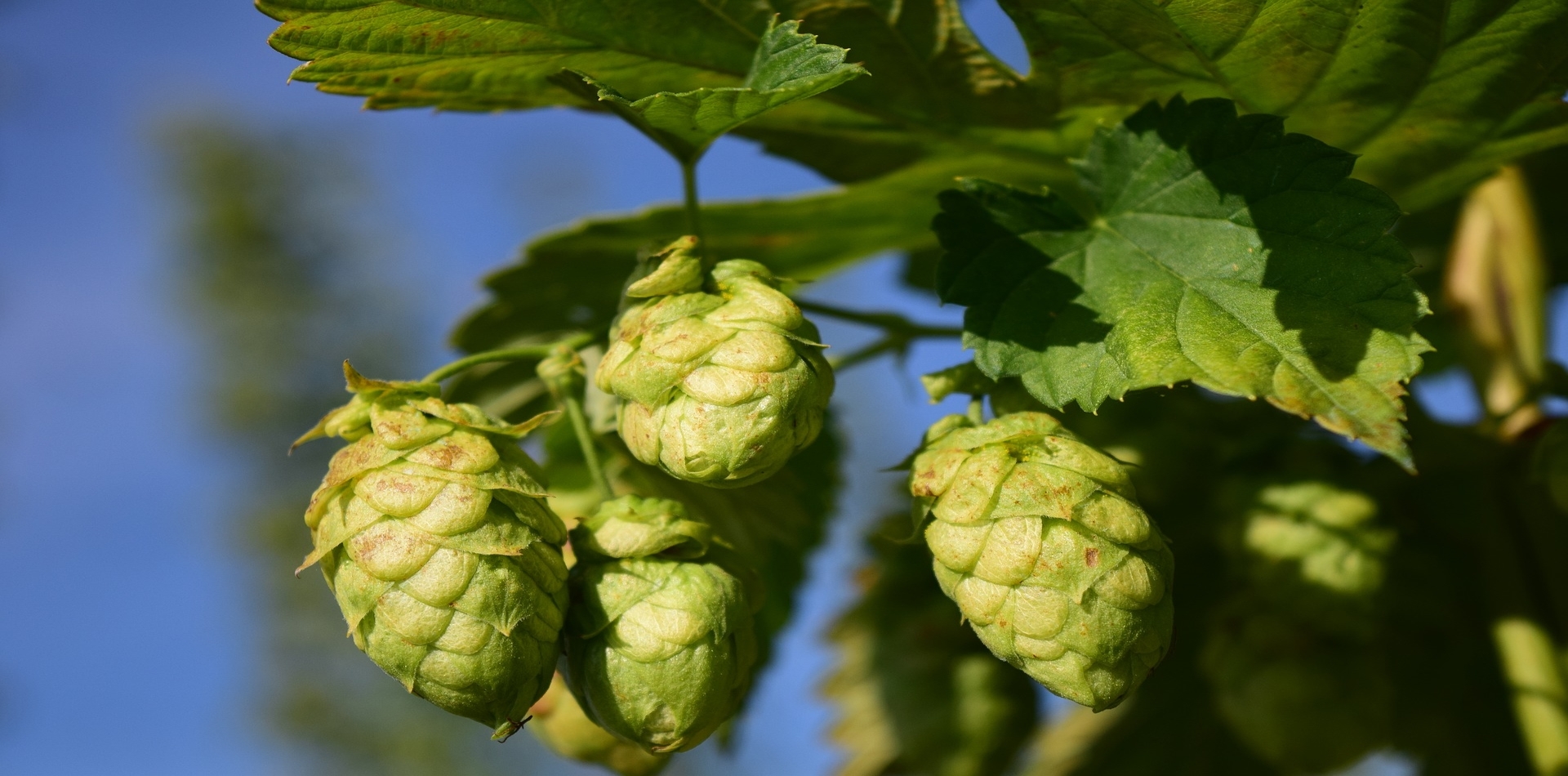 French Brewery Tours